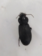 Pterostichus niger