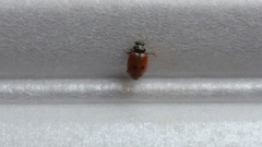 Hippodamia variegata