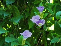 Thunbergia laurifolia