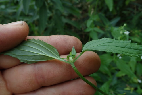 Image of Nemesia Albiflora (Nemesia albiflora) by no rights reserved