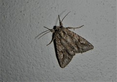 Meganephria bimaculosa