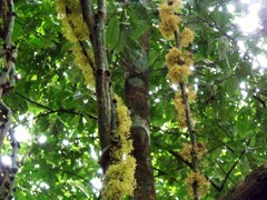 Pycnarrhena novoguineensis