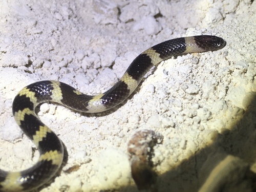 Photo of a Muller's Snake (muelleri) (Micrelaps muelleri)