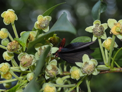 Histia flabellicornis