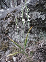 Thelymitra brevifolia