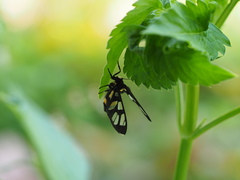 Amata sperbius
