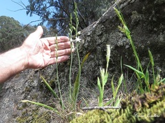 Thelymitra brevifolia