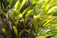 Coelogyne trinervis