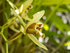 Coelogyne trinervis