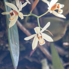 Coelogyne trinervis