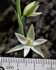 Thelymitra brevifolia