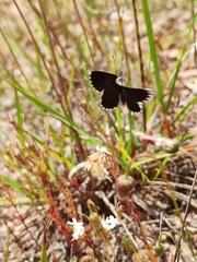 Lepidochrysops puncticilia