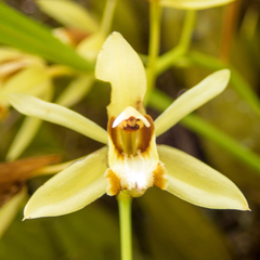 Coelogyne trinervis