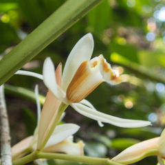 Coelogyne trinervis