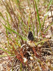 Lepidochrysops puncticilia