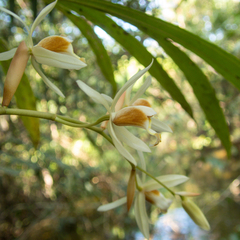 Coelogyne trinervis