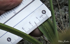 Thelymitra brevifolia