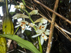 Coelogyne trinervis