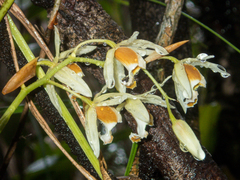 Coelogyne trinervis