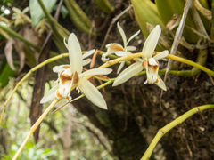 Coelogyne trinervis