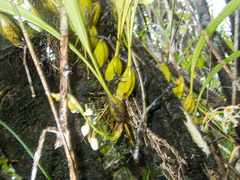 Coelogyne trinervis