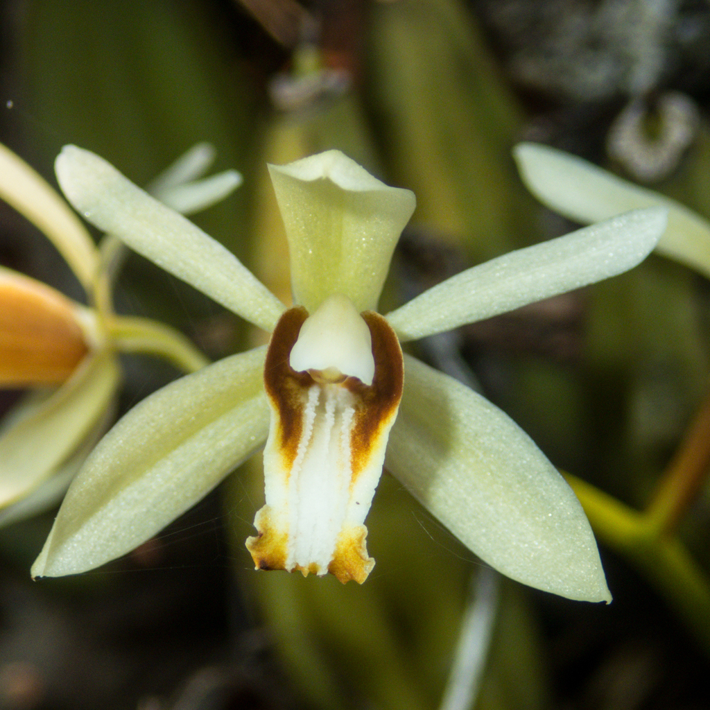 Coelogyne trinervis (Coelogyne trinervis)