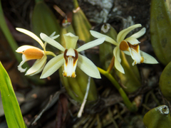 Coelogyne trinervis