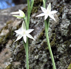 Thelymitra brevifolia