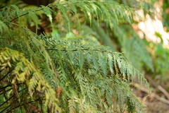Asplenium gracillimum