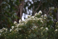 Melaleuca linariifolia