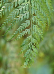 Asplenium gracillimum
