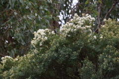 Melaleuca linariifolia