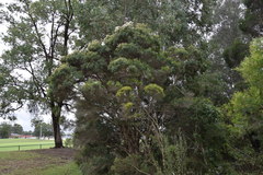 Melaleuca linariifolia