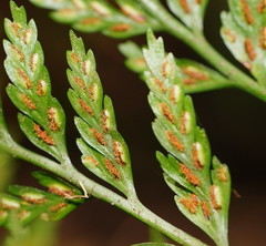 Asplenium gracillimum