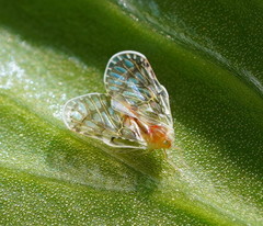 Saccharodite chrysonoe