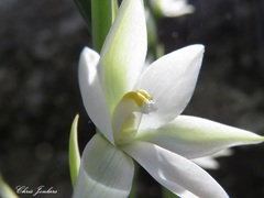 Thelymitra brevifolia