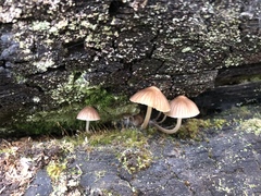 Mycena clarkeana