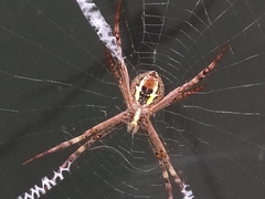 Argiope keyserlingi