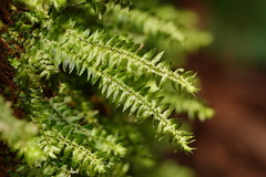 Cyathophorum bulbosum