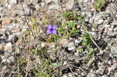 Gentianopsis grandis