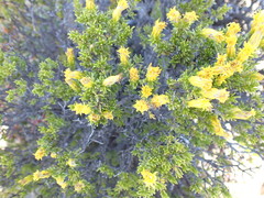 Pteronia empetrifolia