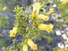 Pteronia empetrifolia