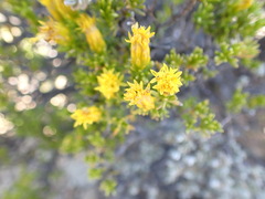 Pteronia empetrifolia