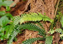 Blechnum chambersii