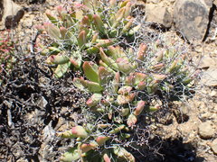 Tylecodon reticulatus