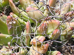 Tylecodon reticulatus