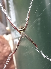 Argiope keyserlingi