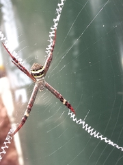 Argiope keyserlingi