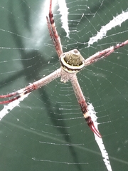 Argiope keyserlingi