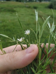 Stellaria hebecalyx